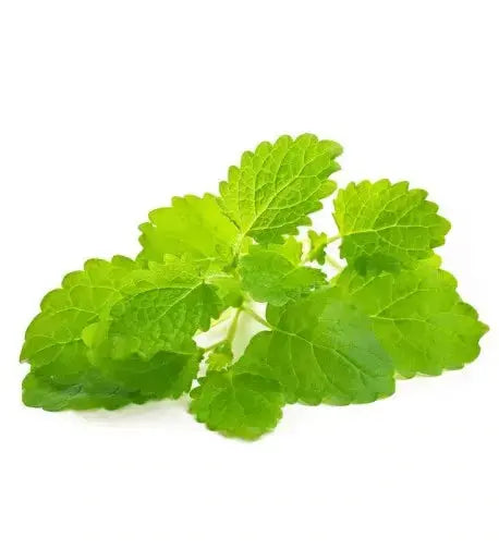 Essential Oil - Lemon Balm (Melissa Officinalis Citralifera)