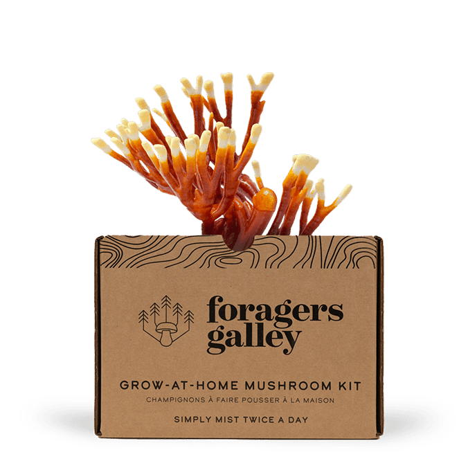 Antler Reishi - Modern Hustle Marketplace