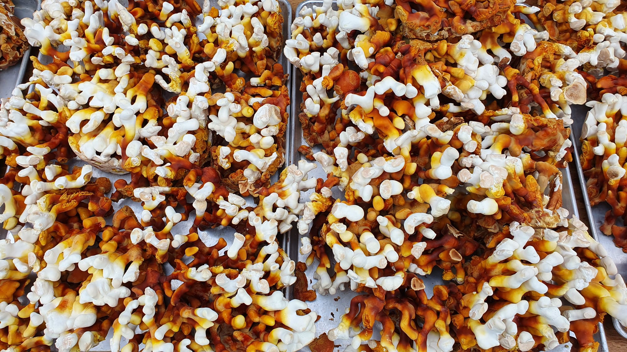 Antler Reishi - Modern Hustle Marketplace