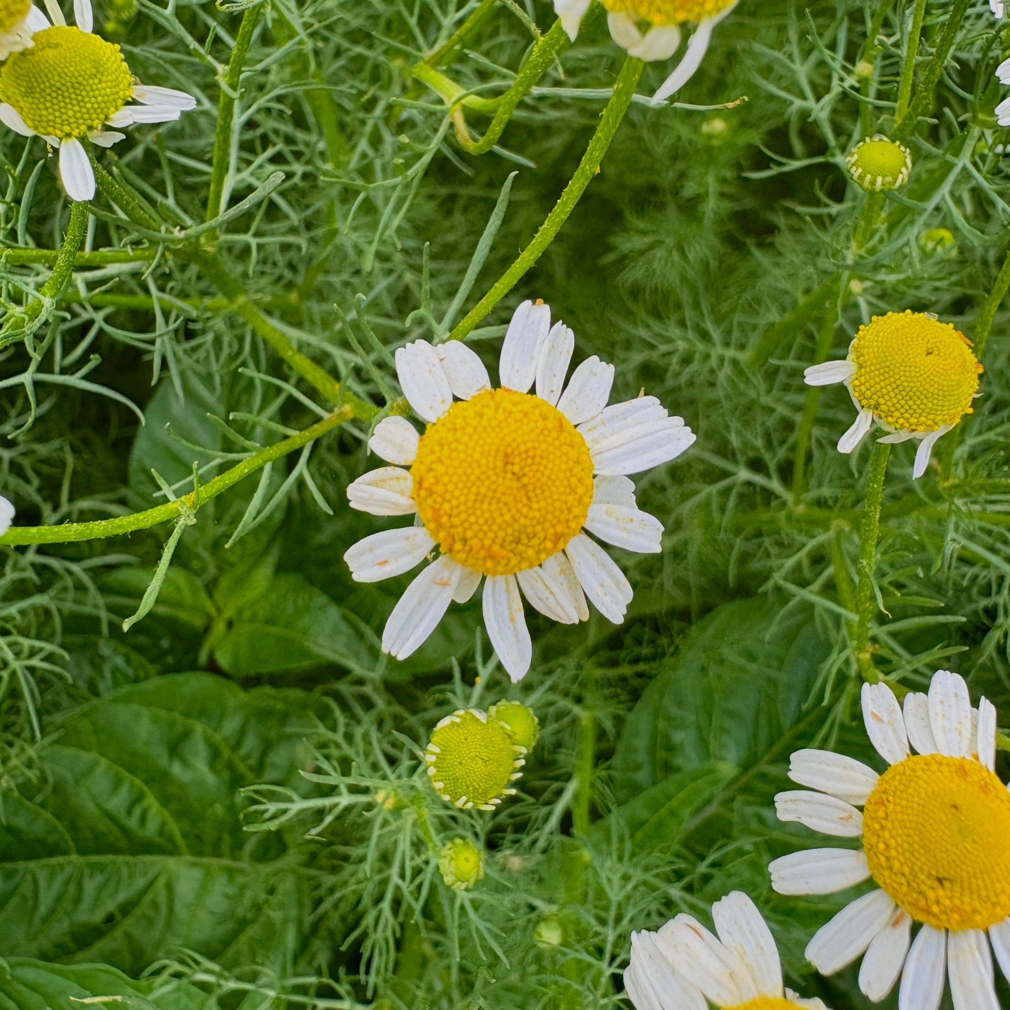 CHAMOMILE & GREEN TEA NOURISHING FACIAL OIL - Modern Hustle Marketplace