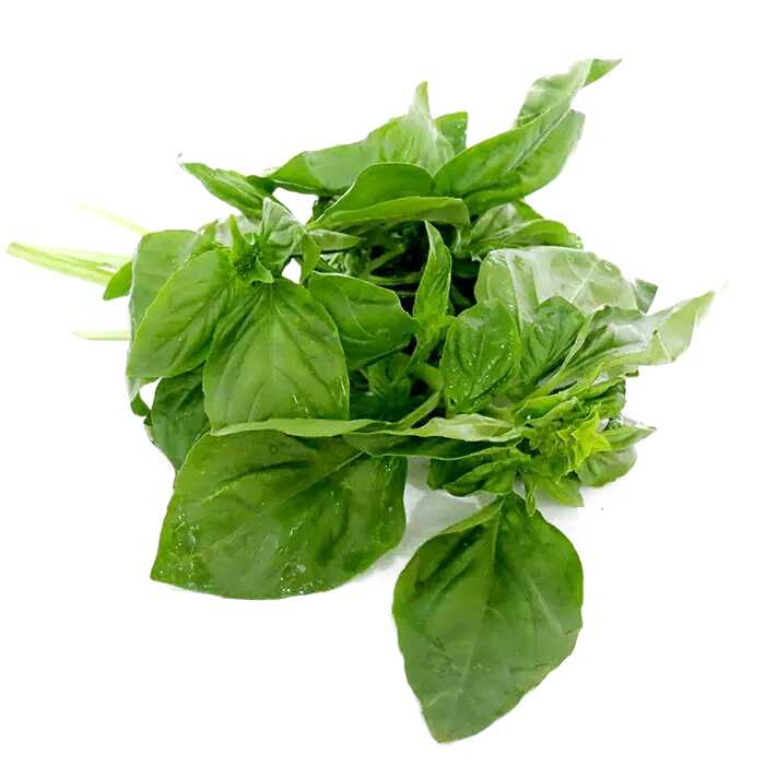 Essential Oil - Basil (Ocimum Basilicum L) - Modern Hustle Marketplace