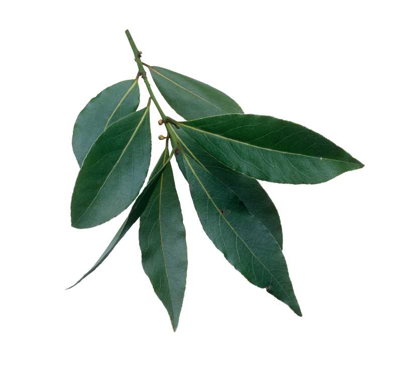Essential Oil - Bay Laurel (Laurus Nobilis) - Modern Hustle Marketplace