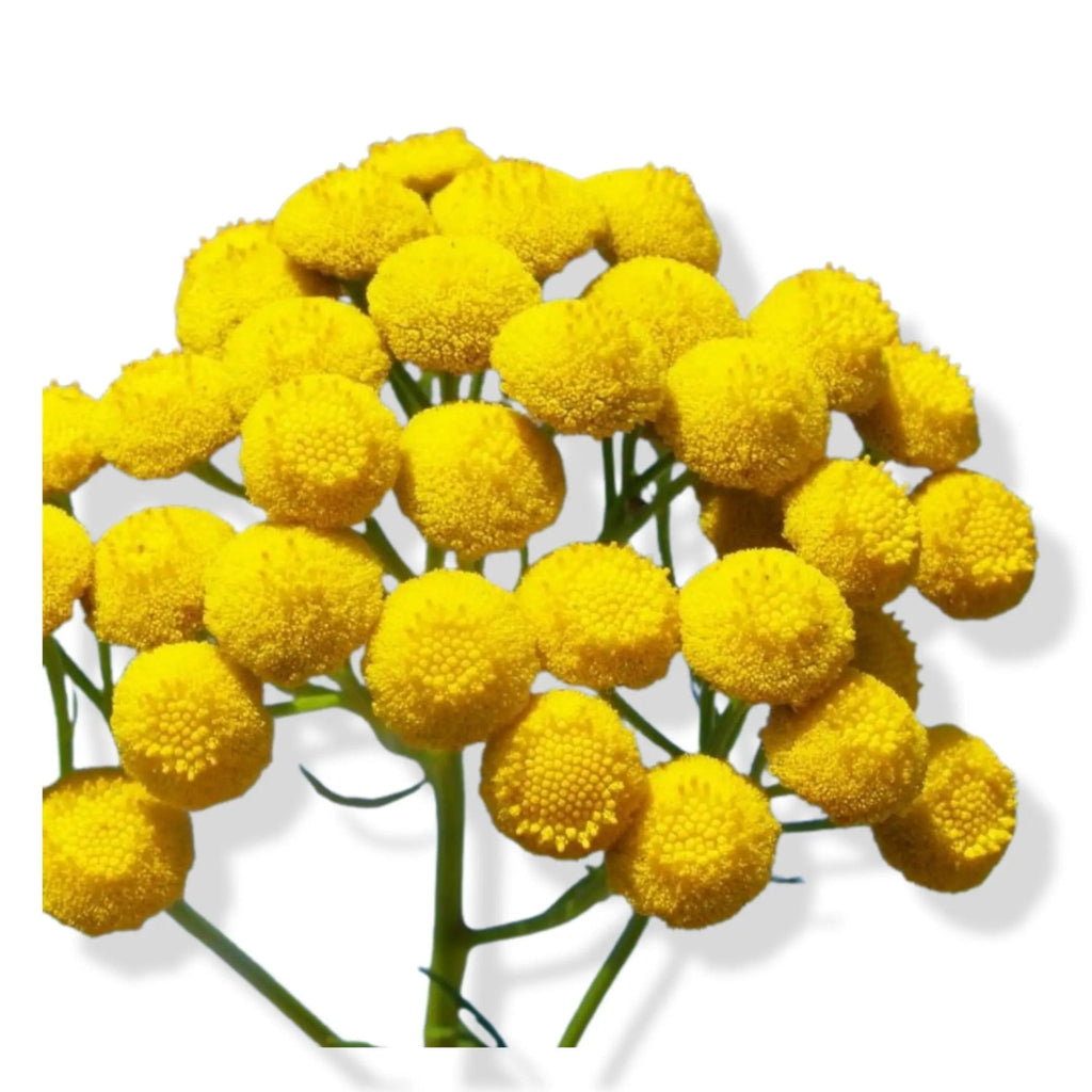 Essential Oil - Blue Tansy (Tanacetum Annuum) - Modern Hustle Marketplace