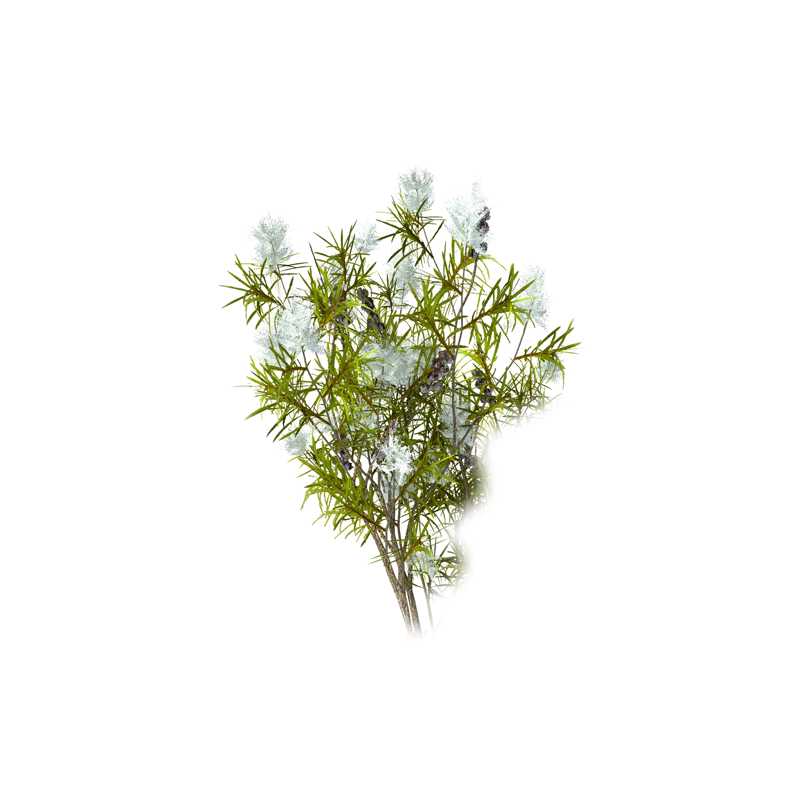 Essential Oil - Cajeput (Melaleuca Cajeputi) - Modern Hustle Marketplace