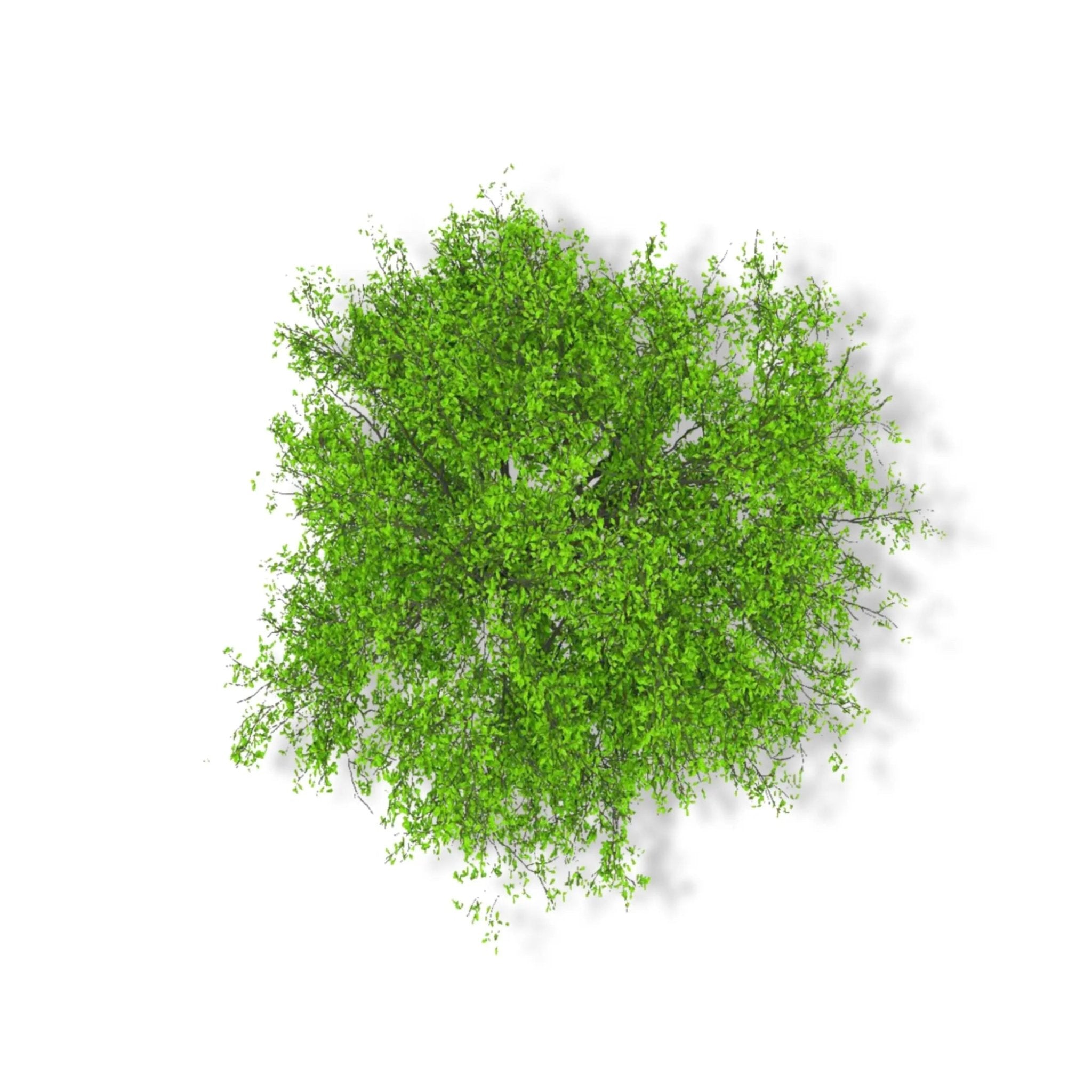 Essential Oil - Camphor (Cinnamomum Camphora) - Modern Hustle Marketplace