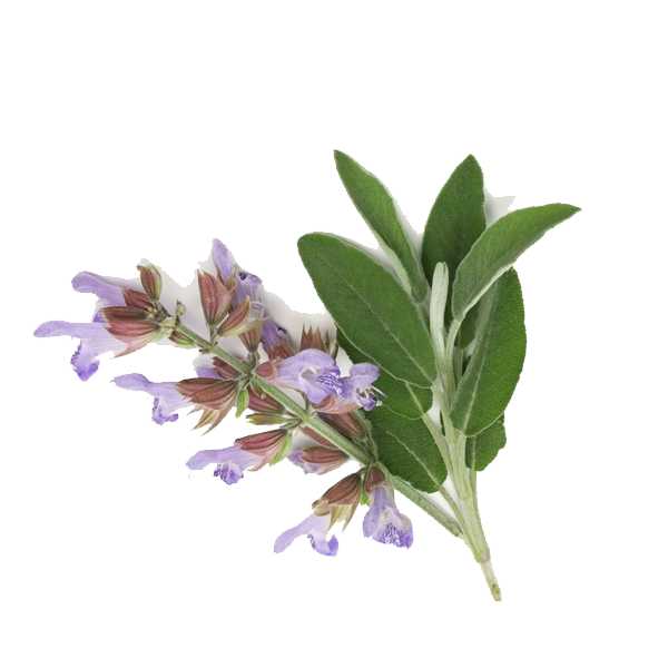 Essential Oil - Clary Sage (Salvia Sclarea L) - Modern Hustle Marketplace