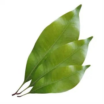 Essential Oil - Clove Leaf (Syzygium Aromaticum L) - Modern Hustle Marketplace