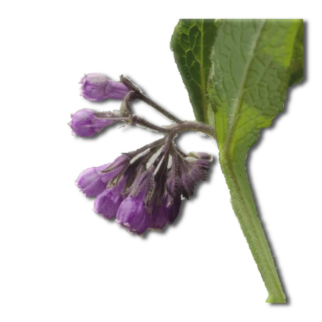 Essential Oil - Comfrey (Symphytum Officinale) - Modern Hustle Marketplace