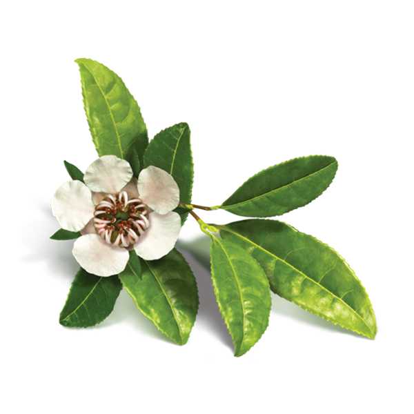 Essential Oil - Copaiba Balsam (Copaifera Spp) - Modern Hustle Marketplace
