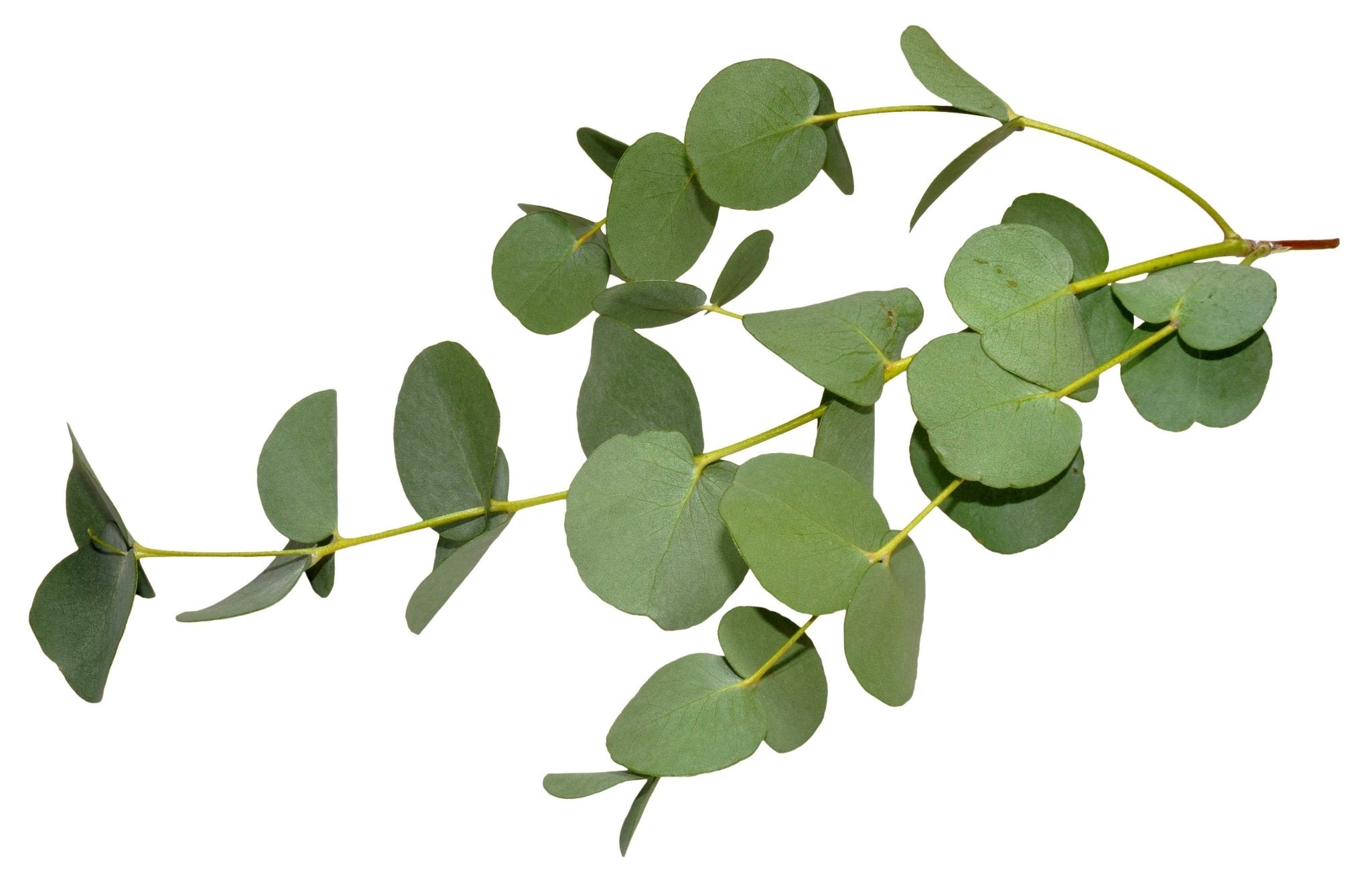 Essential Oil - Eucalyptus Dives (Eucalyptus Dives) - Modern Hustle Marketplace
