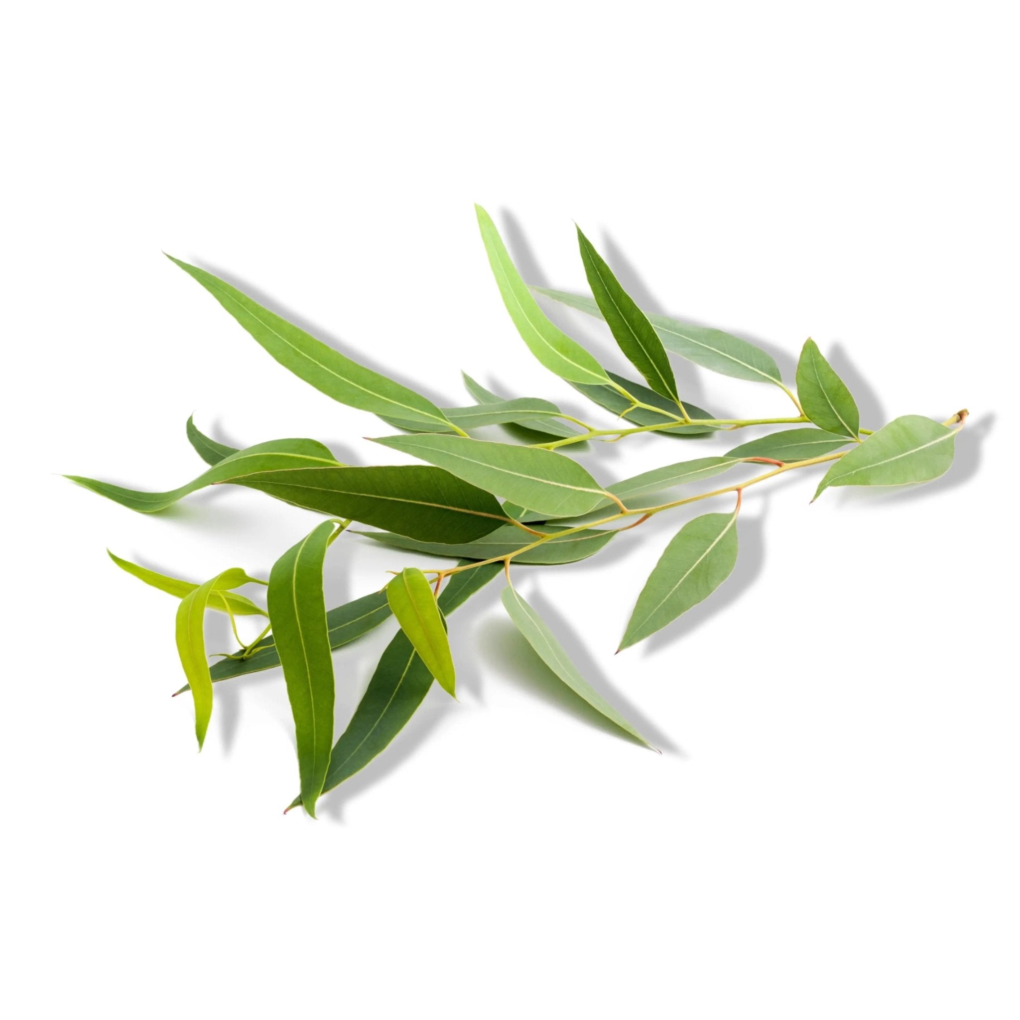 Essential Oil - Eucalyptus Globulus (Eucalyptus Globulus) - Modern Hustle Marketplace