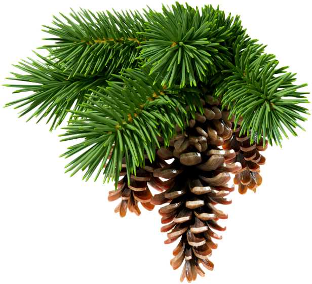 Essential Oil - Fir Needle (Abies Sibirica) - Modern Hustle Marketplace