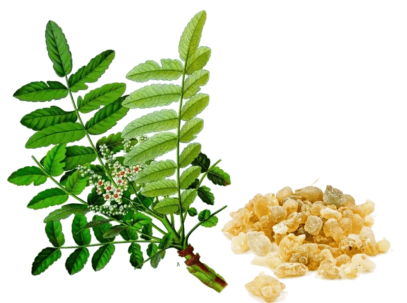Essential Oil - Frankincense (Boswellia Serrata) - Modern Hustle Marketplace