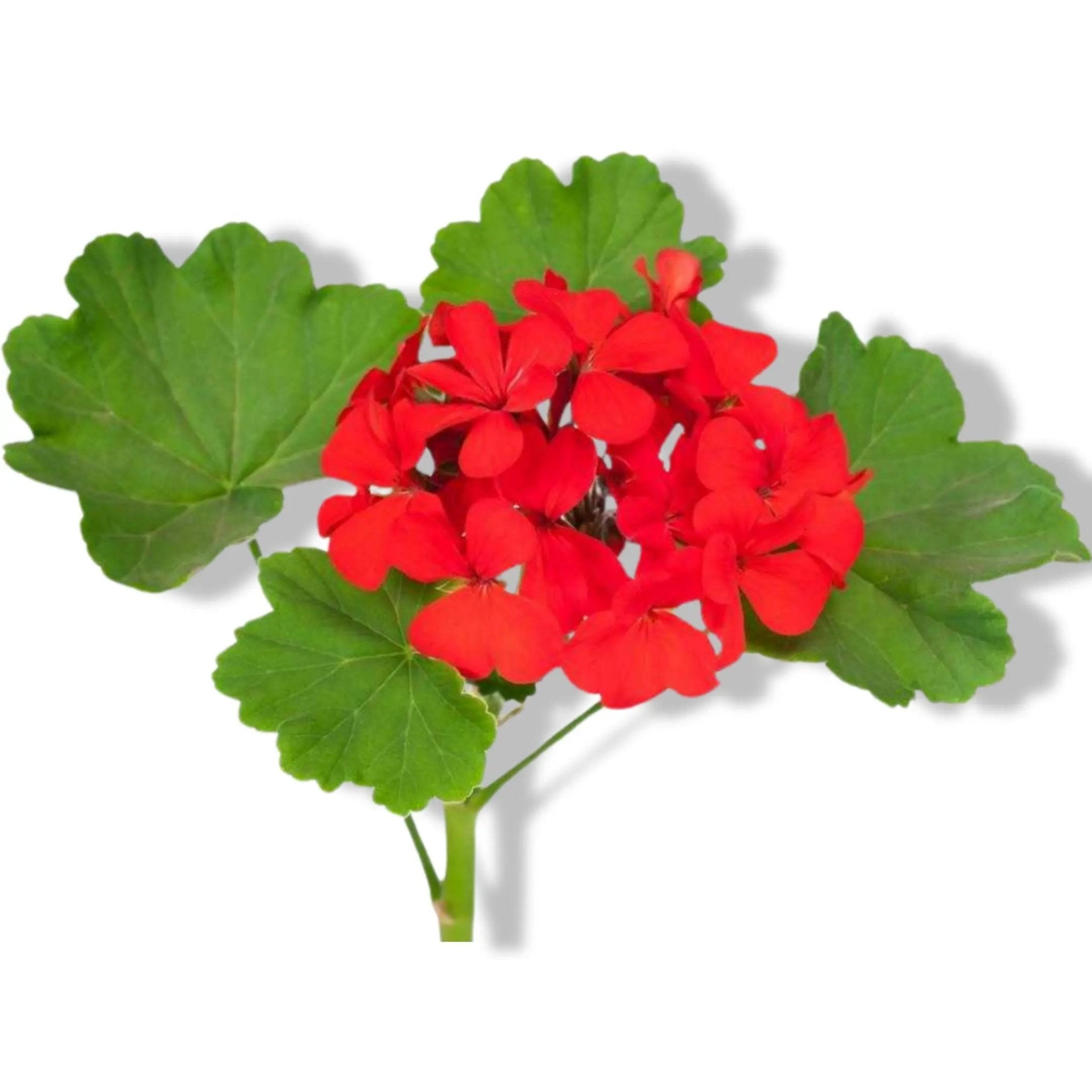 Essential Oil - Geranium (Pelargonium x Asperum) - Modern Hustle Marketplace