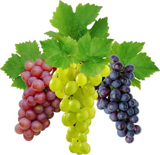 Essential Oil - Grape (Vitis Vinifera) - Modern Hustle Marketplace