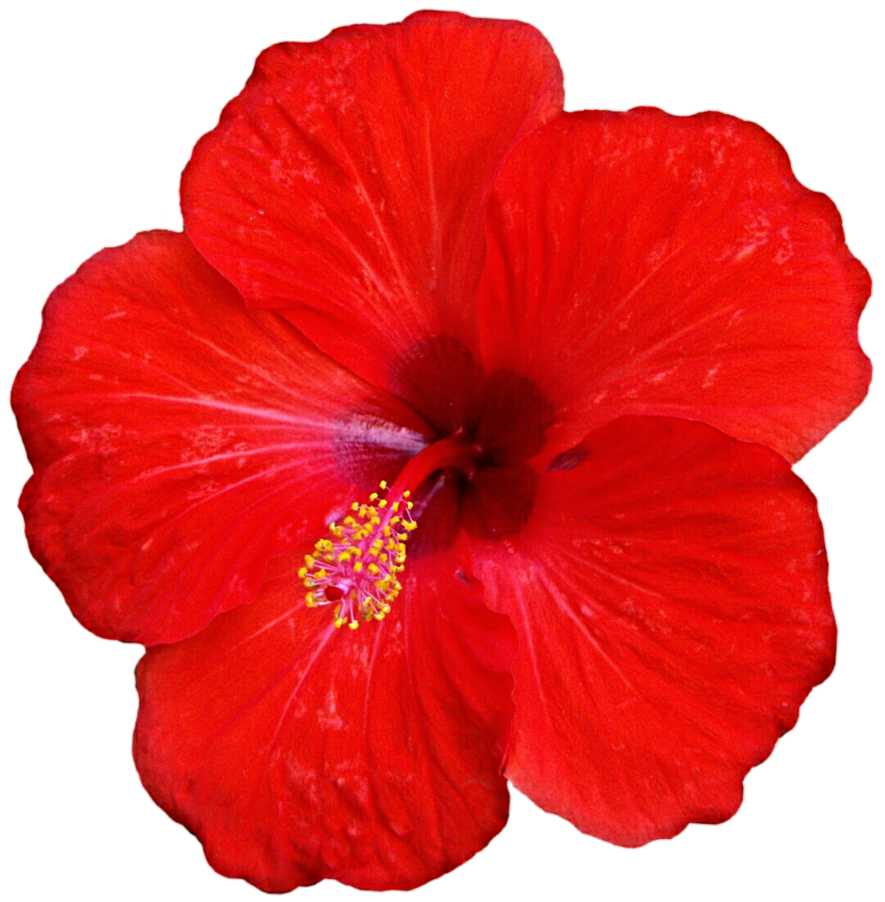 Essential Oil - Hibiscus (Hibiscus Rosa - Sinensis L.) - Modern Hustle Marketplace