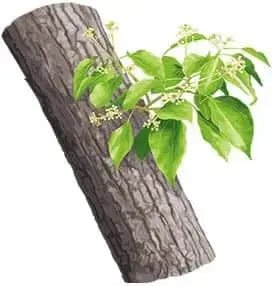 Essential Oil - Ho Wood (Cinnamomum Camphora) - Modern Hustle Marketplace