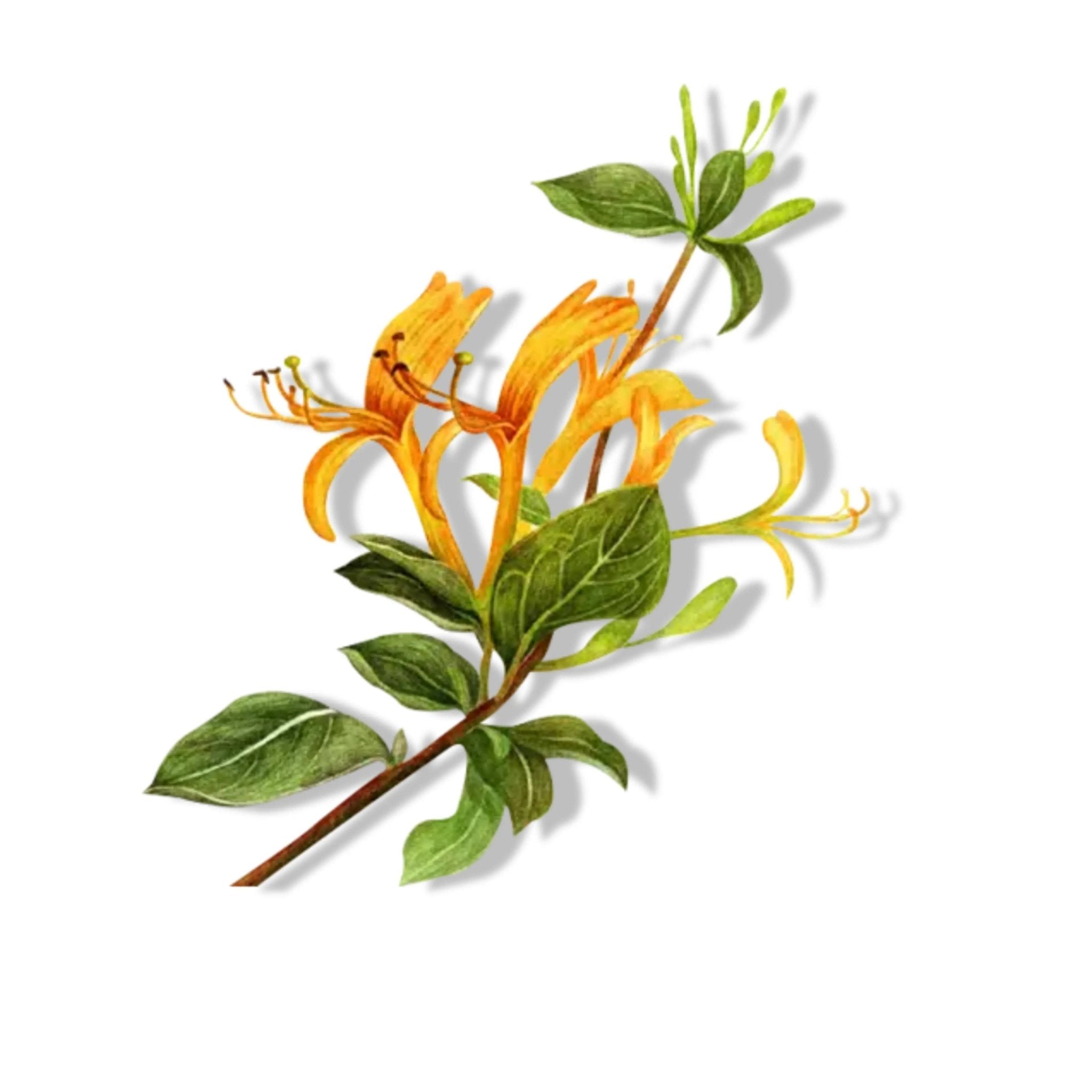 Essential Oil - Honeysuckle Absolute (Lonicera Caprifulium) - Modern Hustle Marketplace