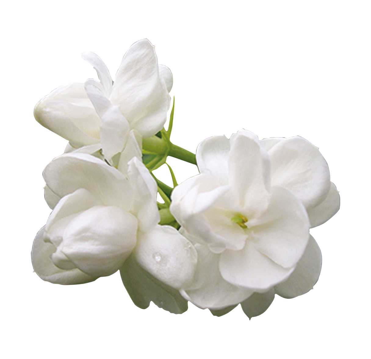 Essential Oil - Jasmine Absolute (Jasminum Grandiflorum) - Modern Hustle Marketplace