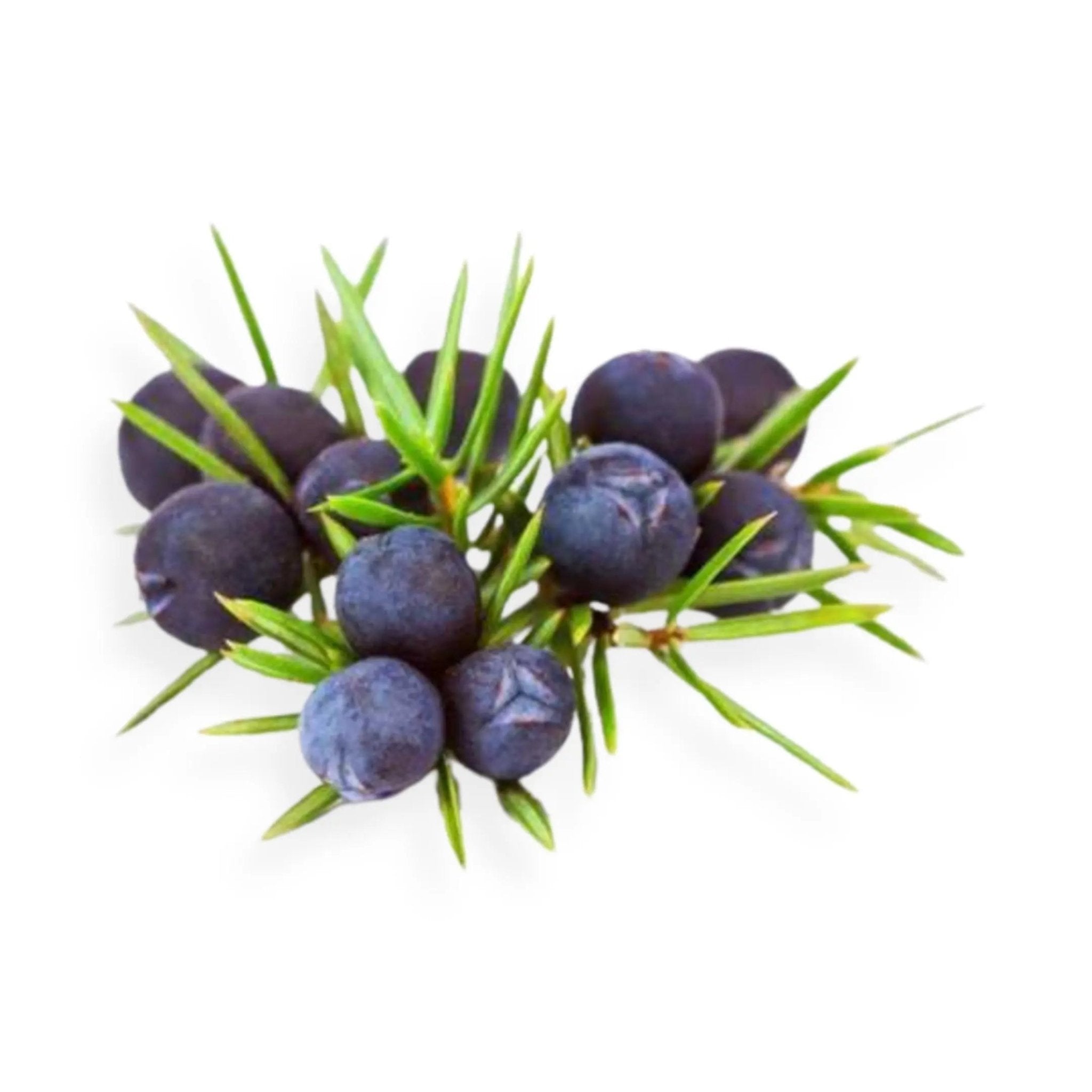 Essential Oil - Juniper Berry (Juniperus Communis L) - Modern Hustle Marketplace