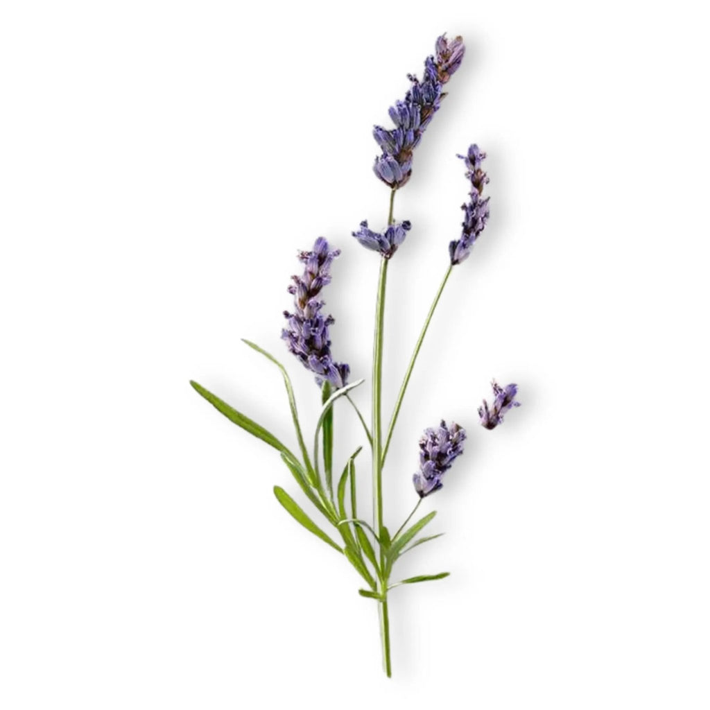 Essential Oil - Lavandin Super (Lavandula x Intermedia Super) - Modern Hustle Marketplace
