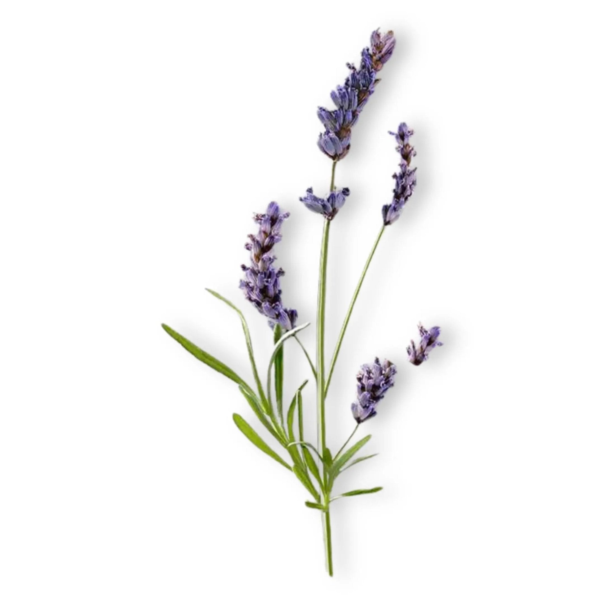 Essential Oil - Lavandin Super (Lavandula x Intermedia Super) - Modern Hustle Marketplace
