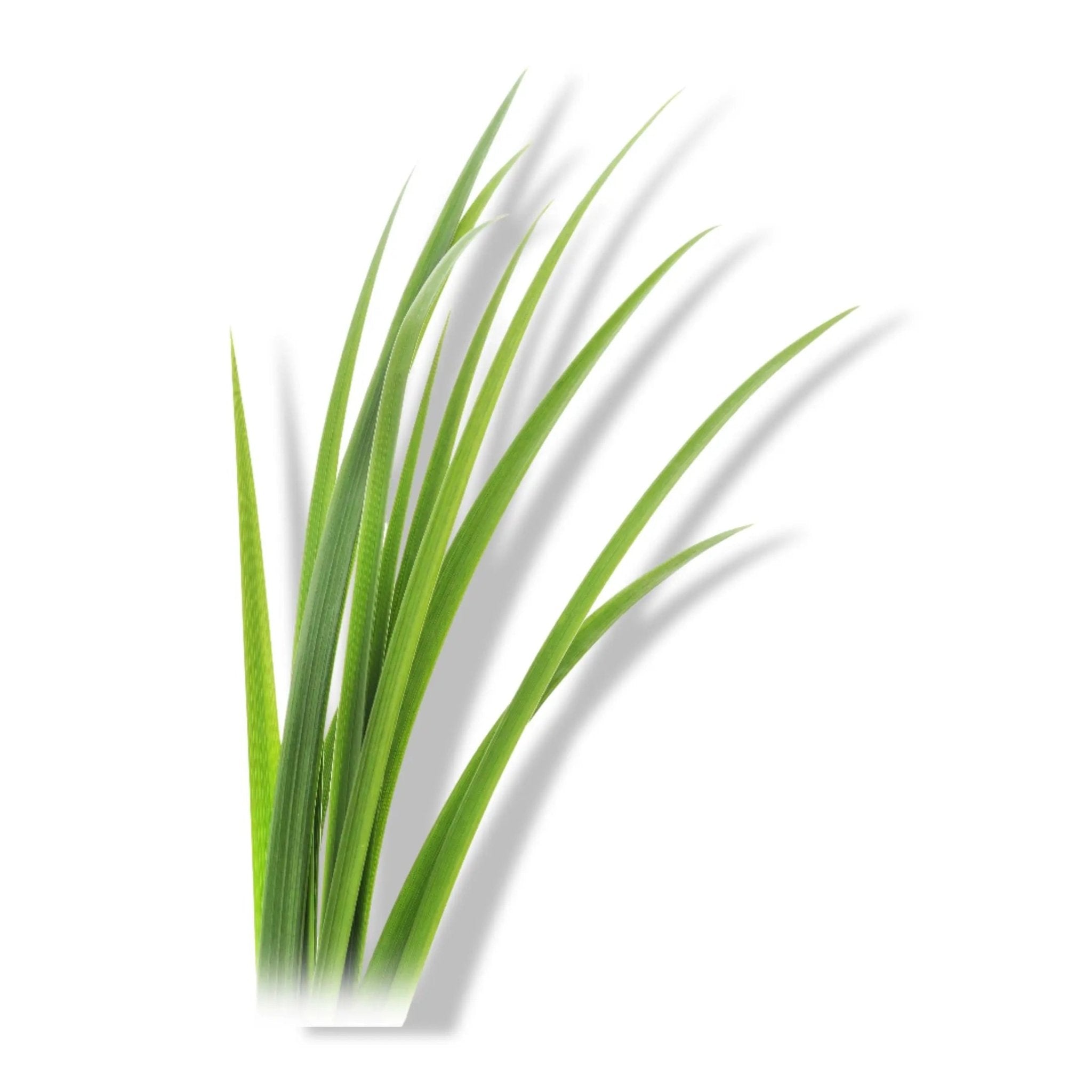 Essential Oil - Lemongrass (Cymbopogon Flexuosus) - Modern Hustle Marketplace