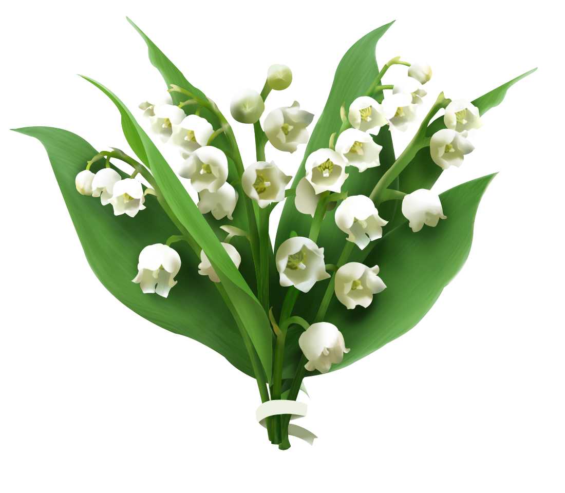 Essential Oil - Lily of the Valley Absolute (Convallaria Majalis) - Modern Hustle Marketplace