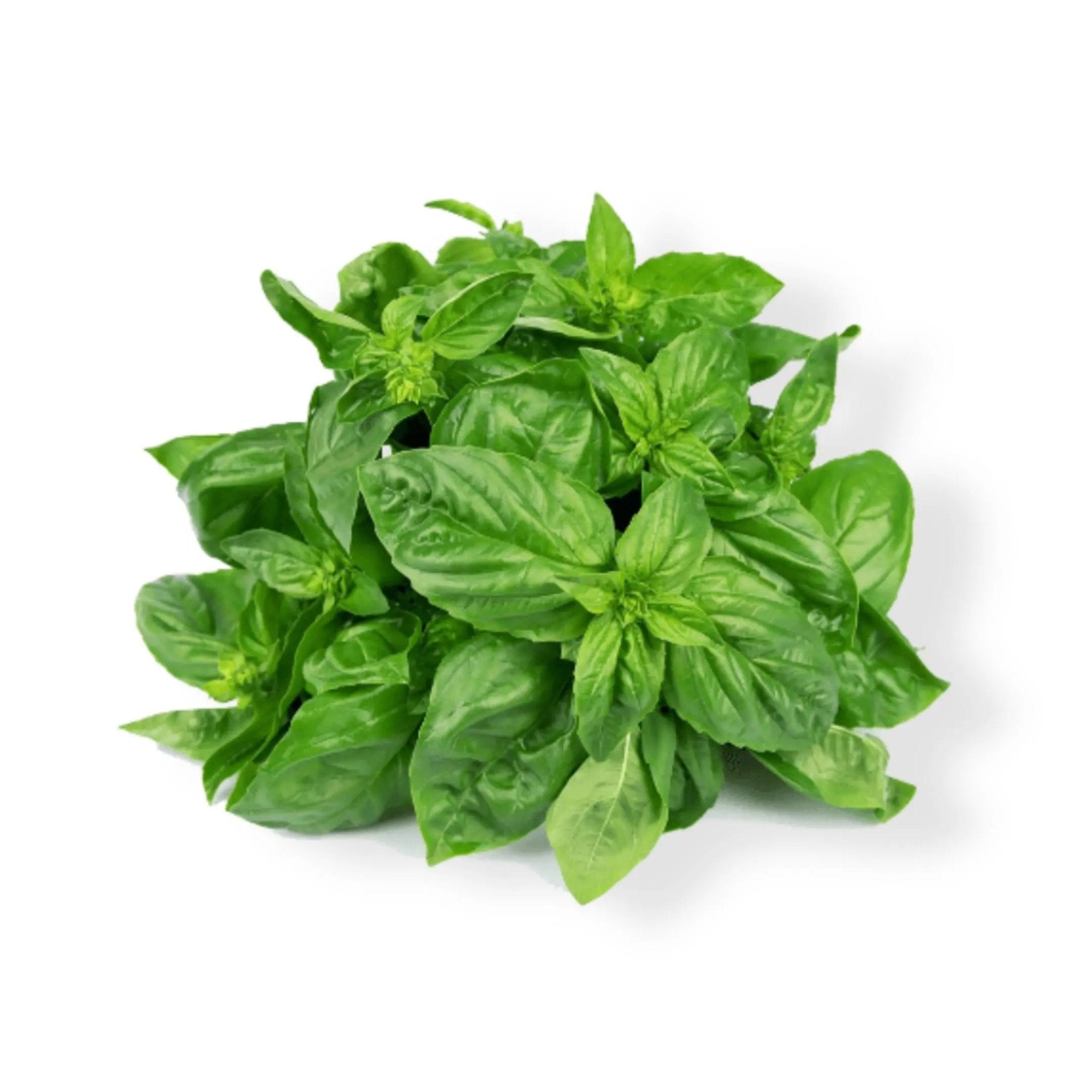 Essential Oil - Marjoram (Thymus Mastichina) - Modern Hustle Marketplace