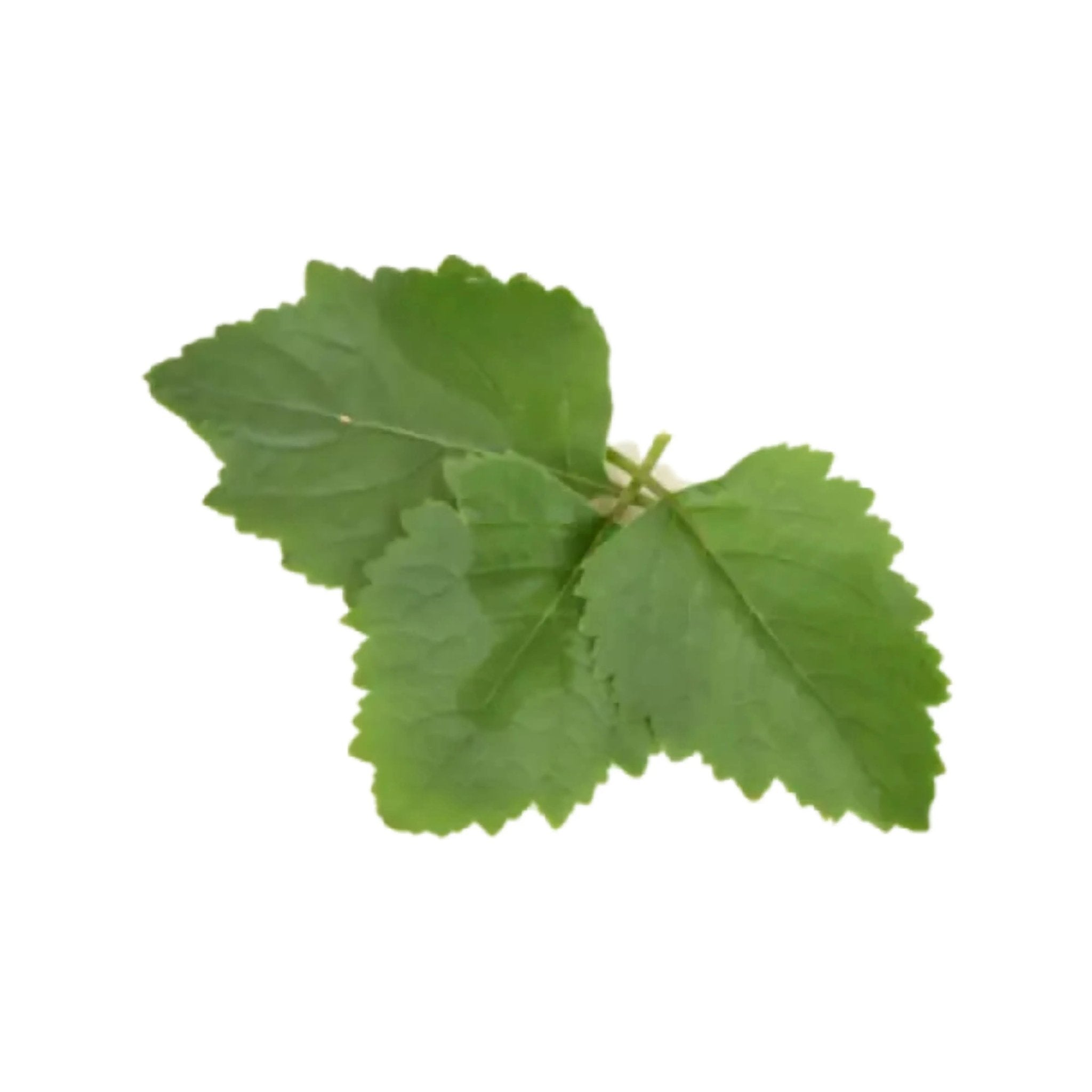 Essential Oil - Patchouli (Pogostemon Cablin) - Modern Hustle Marketplace