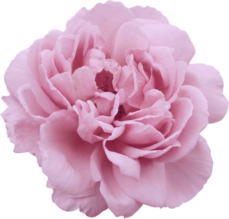 Essential Oil - Peony (Paeonia Suffruticosa) - Modern Hustle Marketplace