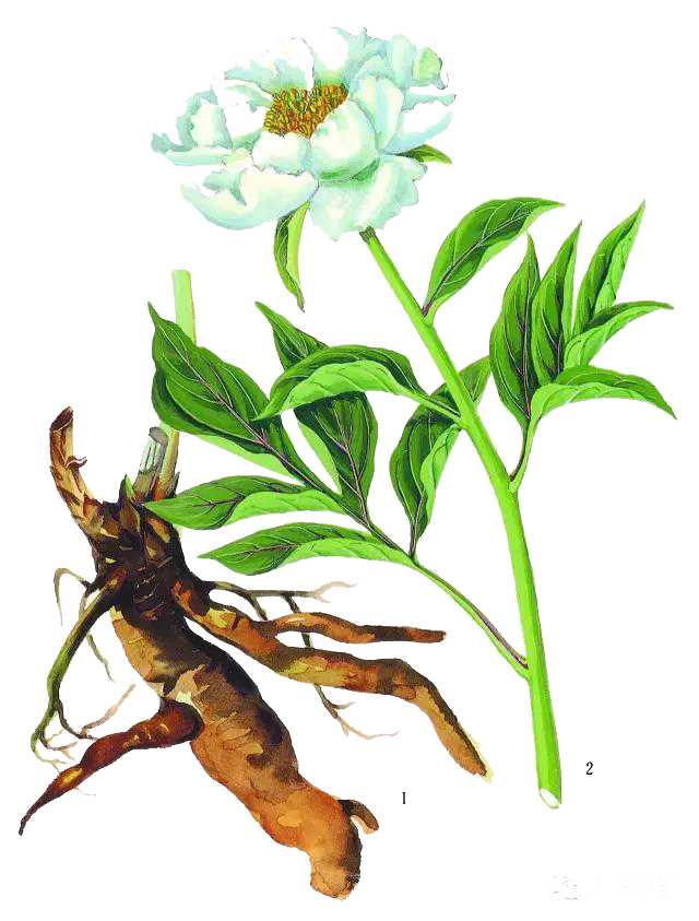 Essential Oil - Peony Root Liquid Extract (Paeonia Lactiflora) - Modern Hustle Marketplace