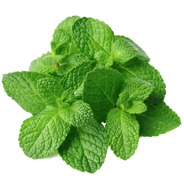 Essential Oil - Peppermint (Mentha Arvensis) - Modern Hustle Marketplace