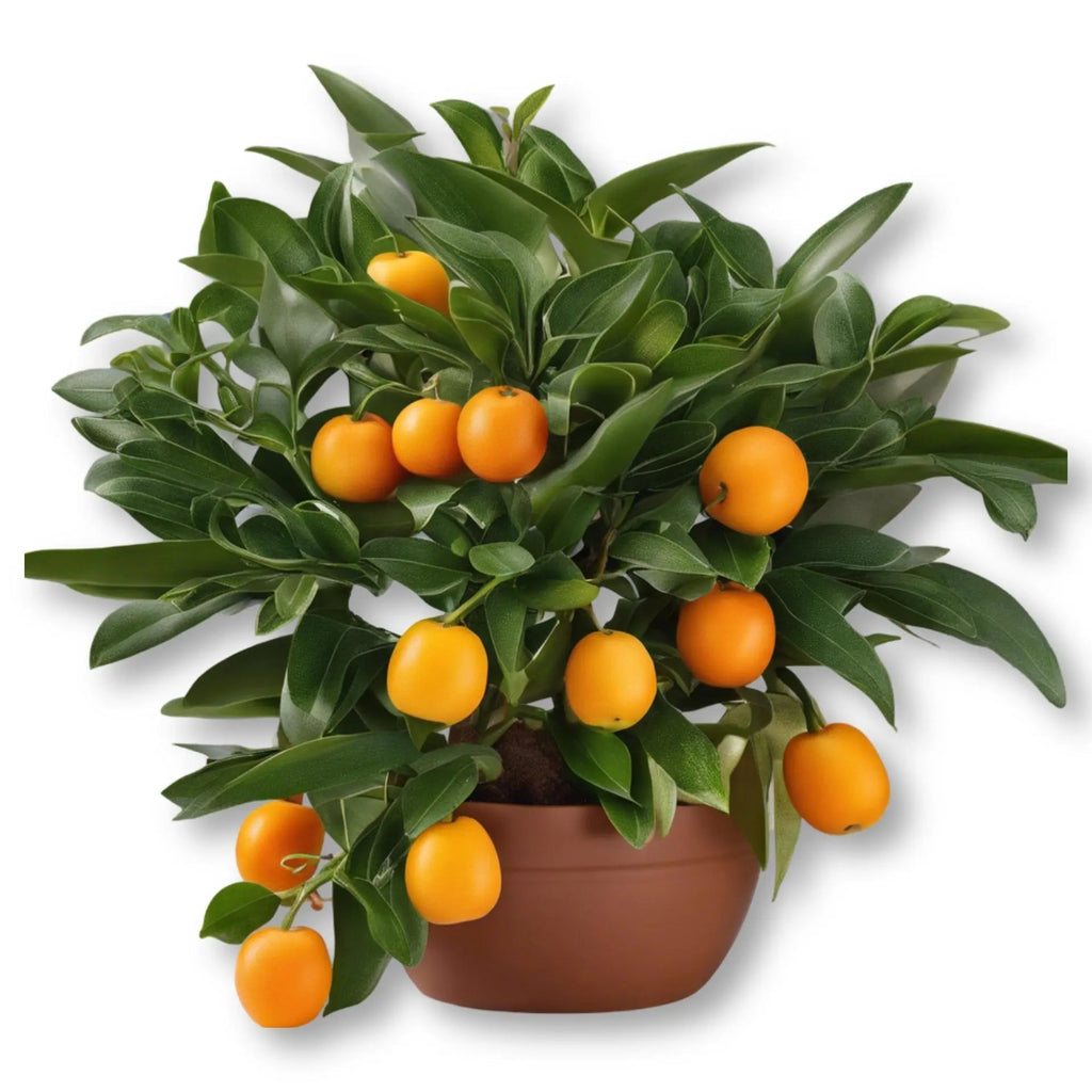 Essential Oil - Petitgrain (Citrus Aurantium L. Var Amara) - Modern Hustle Marketplace