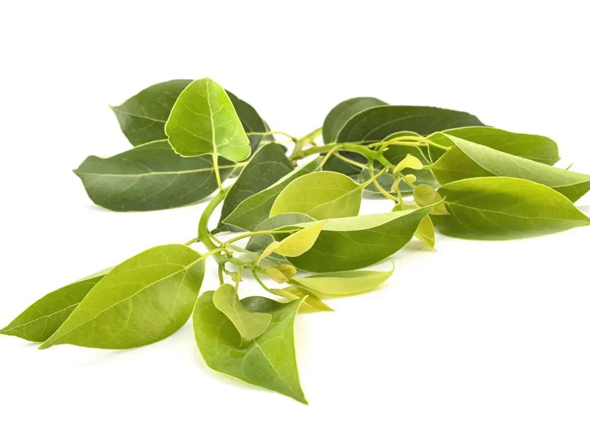 Essential Oil - Ravintsara (Cinnamomum Camphora) - Modern Hustle Marketplace