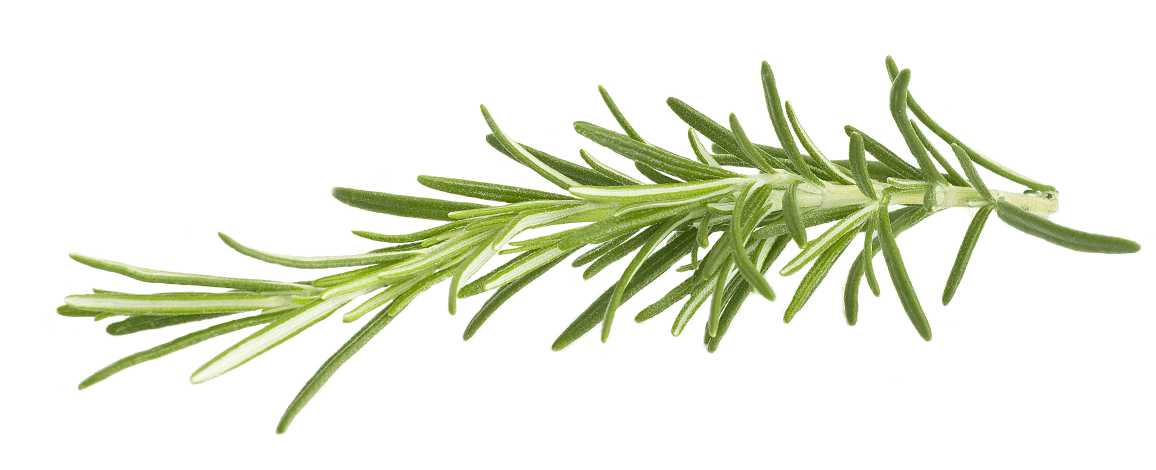 Essential Oil - Rosemary (Rosmarinus Officinalis) - Modern Hustle Marketplace