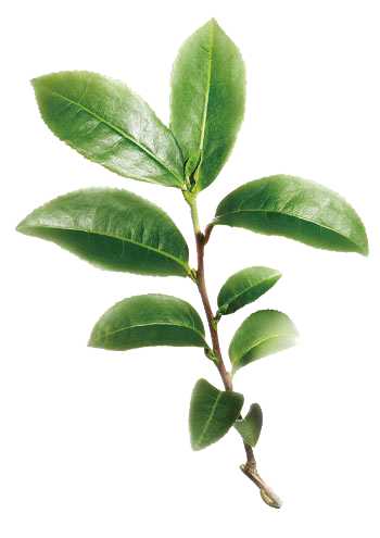 Essential Oil - Tea Tree (Melaleuca Alternifolia) - Modern Hustle Marketplace