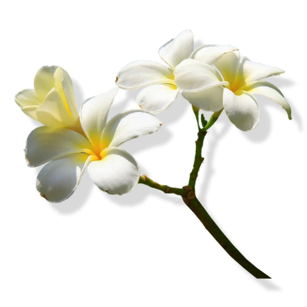 Essential Oil - Vanilla (Vanilla Planifolia) - Modern Hustle Marketplace