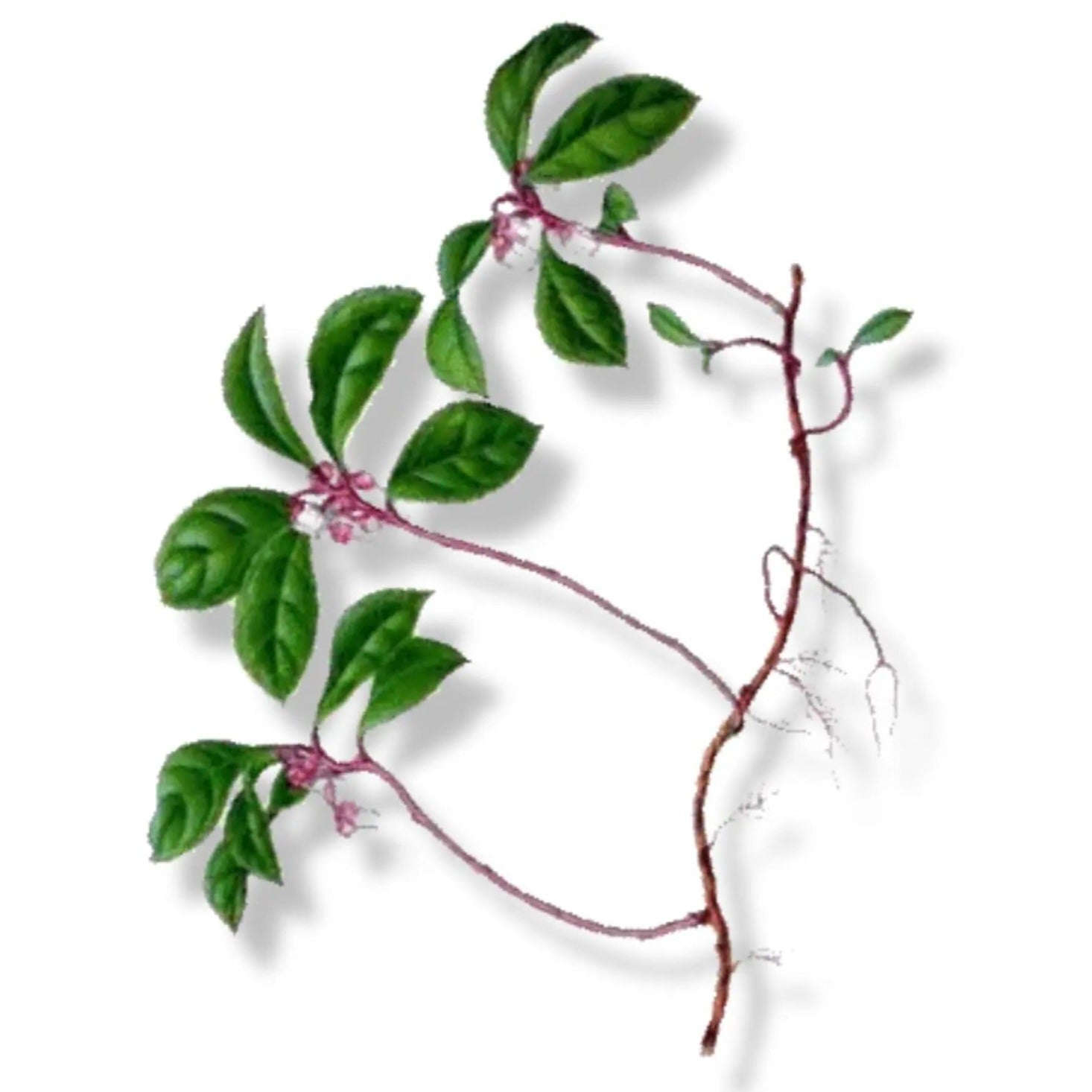 Essential Oil - Wintergreen (Gaultheria Procumbens) - Modern Hustle Marketplace