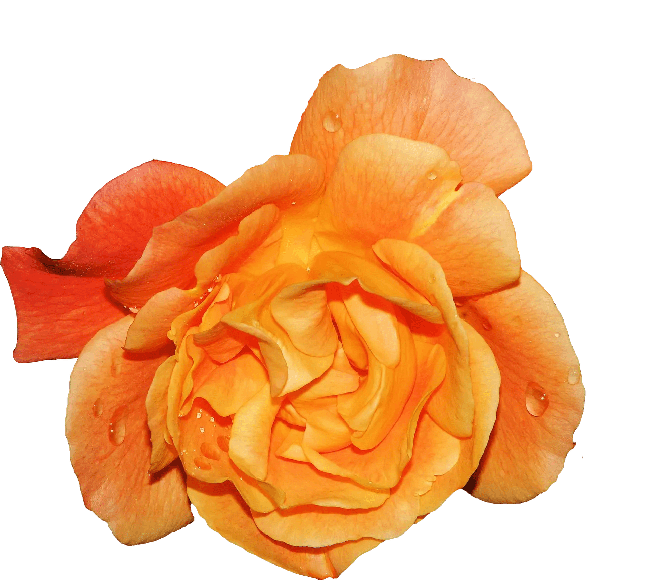 Fragrance Oil - Amber Rose - Modern Hustle Marketplace