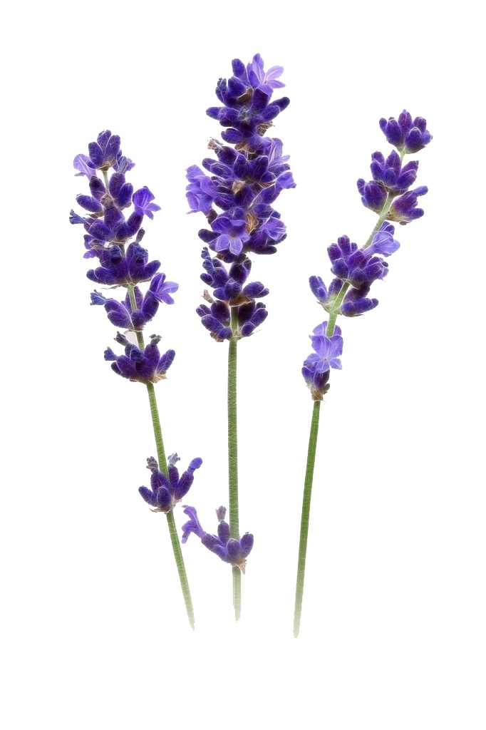 Fragrance Oil - Lavender - Modern Hustle Marketplace