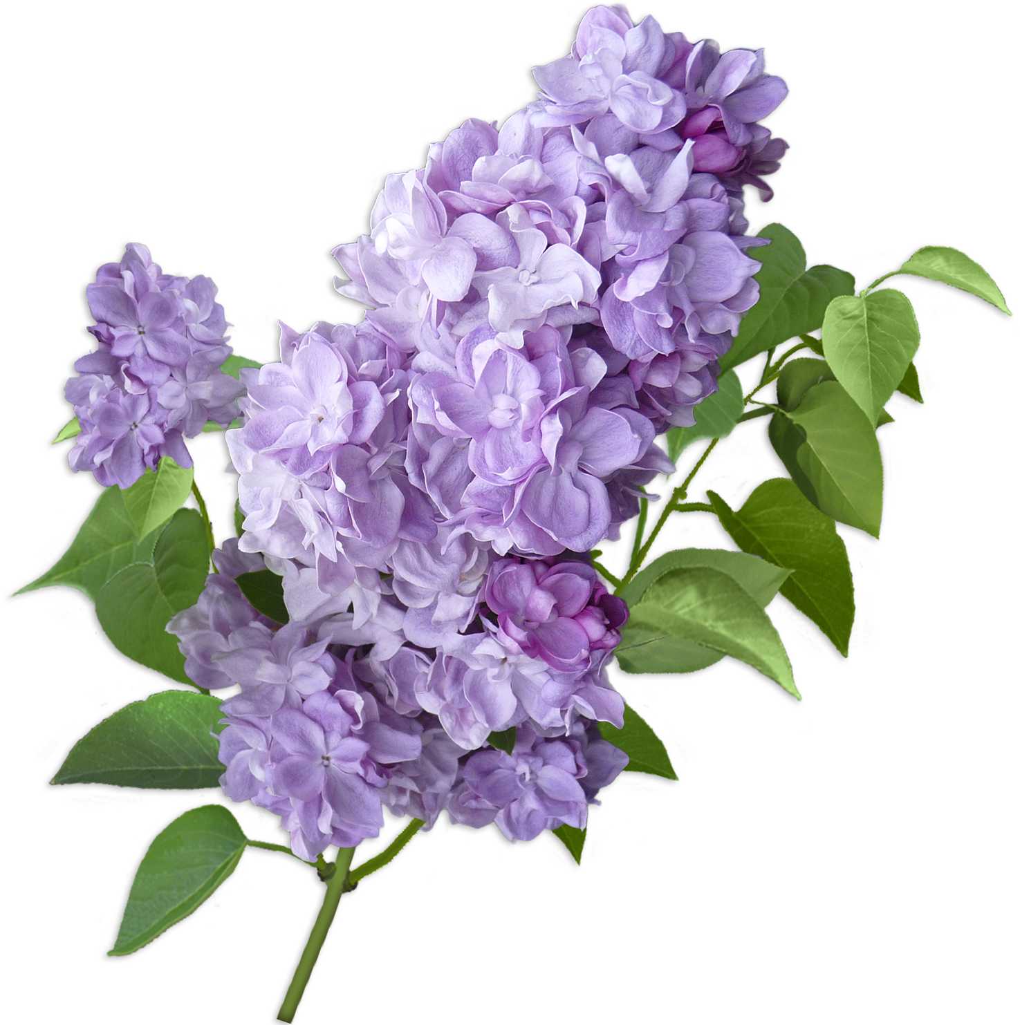 Fragrance Oil - Lilac - Modern Hustle Marketplace