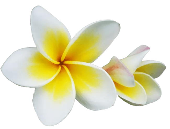 Fragrance Oil - Nag Champa - Modern Hustle Marketplace