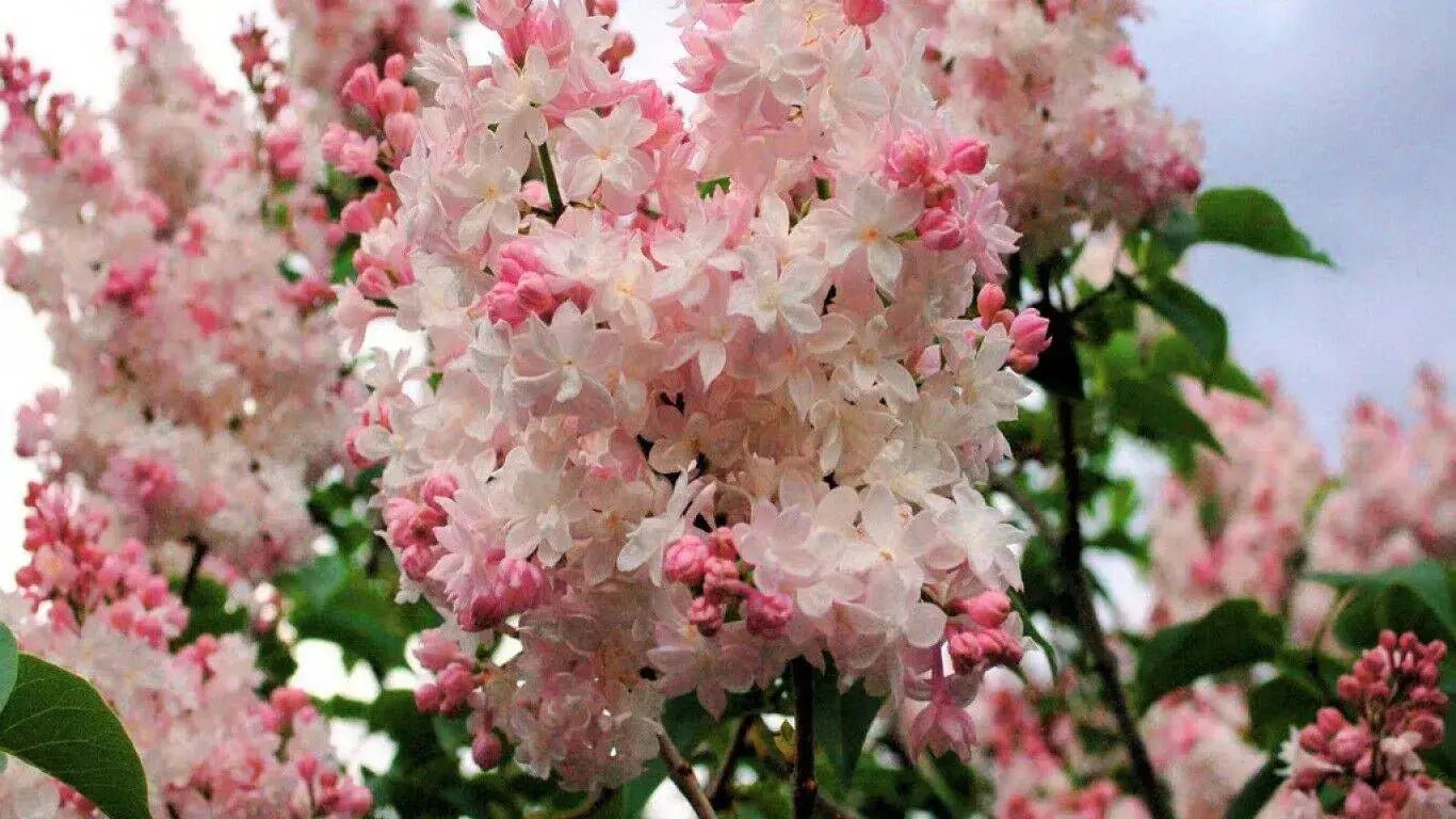 Fragrance Oil - Pink Lilac & Willow - Modern Hustle Marketplace