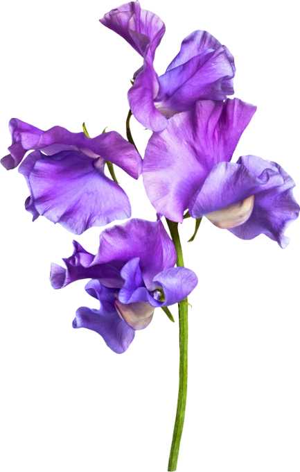 Fragrance Oil - Sweet Pea - Modern Hustle Marketplace