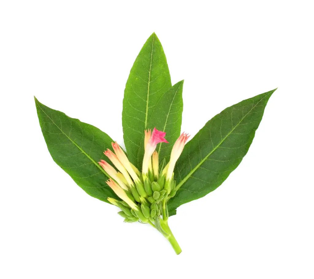 Fragrance Oil - Tobacco Leaves - Modern Hustle Marketplace