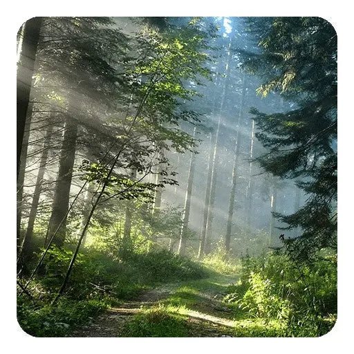 Fragrance Oil - Trail Hike - Modern Hustle Marketplace