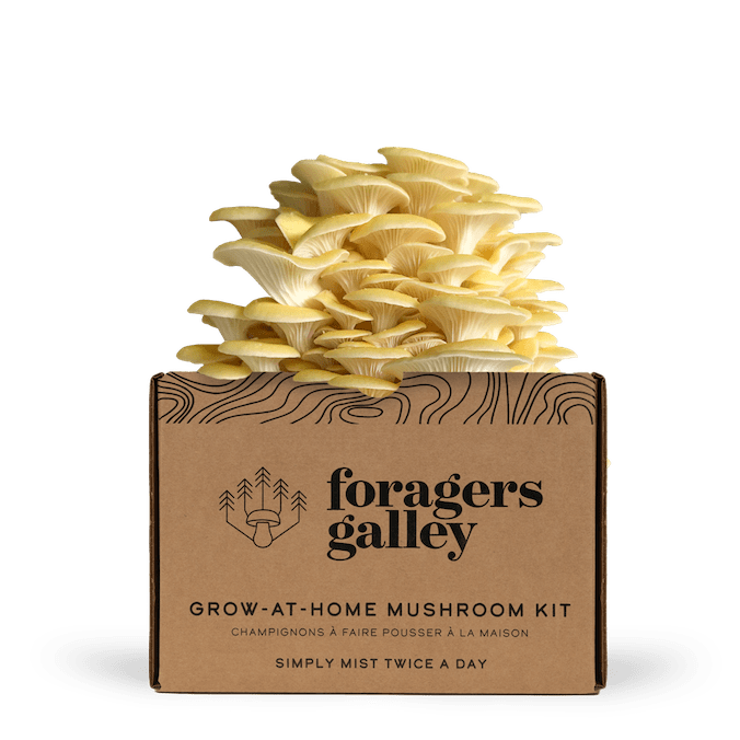 Golden Oyster - Modern Hustle Marketplace