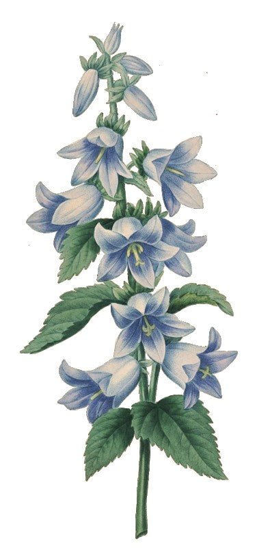 Incense Sticks - Blue Sage - Pack of 10 - Modern Hustle Marketplace