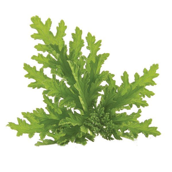 Incense Sticks - Citronella - Pack of 10 - Modern Hustle Marketplace